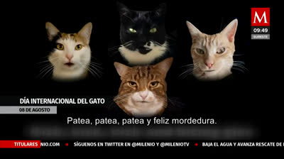 Hoy es el Día Internacional del Gato: ¡Celebremos a Nuestros Compañeros Peludos!