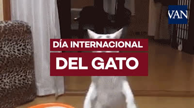 El Mundo de los Felinos en el Día Internacional del Gato