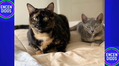 Felicidad Felina: Un Día para Celebrar a Nuestros Compañeros Gatos