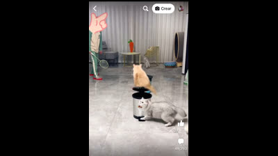 Los bloopers más divertidos y las caídas más torpes se unen en este compilado de momentos graciosos que te harán reír a carcajadas. ¡No te lo pierdas!