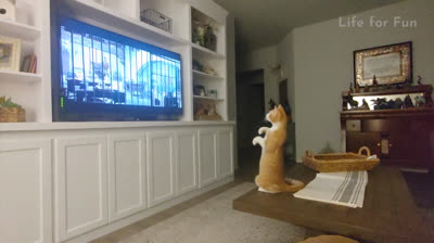 Videos Chistosos: Diversión asegurada: Videos virales para reír sin para