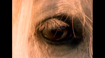 1x08 Los Últimos Unicornios